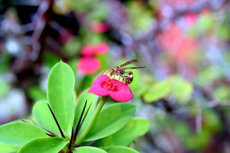 Hornet on red flowerの写真素材