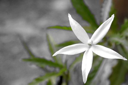 White flowerの写真素材