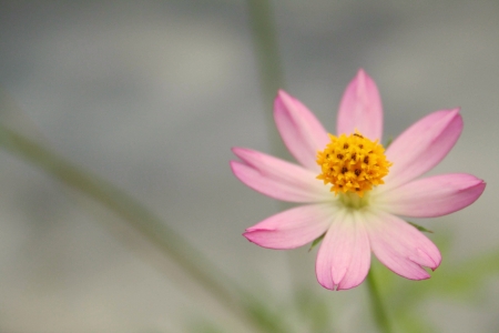 Tiny floralの写真素材