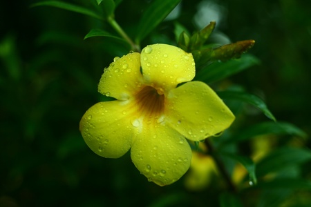 Plumeria  common name Frangipani  is a genus of flowering plants of the family that includes Dogbane  the Apocynaceaeの写真素材