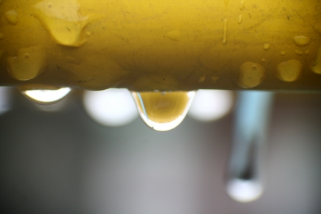 Dew is water in the form of droplets that appears on thin, exposed objects in the morning or evening.の写真素材