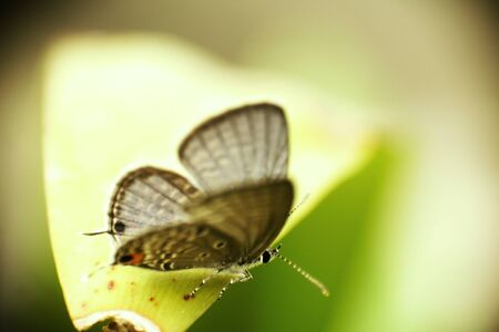 Macro shot of a Butterfly on the green leafの写真素材