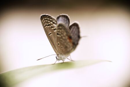 Macro shot of a butterfly on the green leafの写真素材