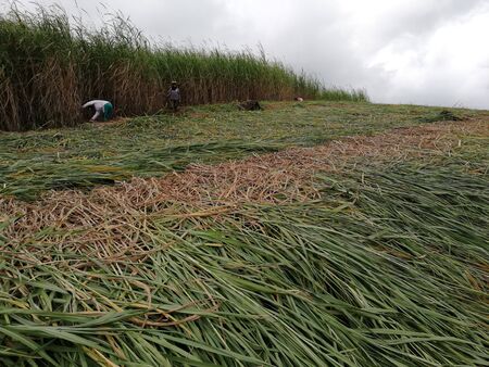 Farm workers cutting the giant grassの写真素材