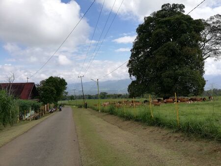 Hike to mountain pasture to feed live stocksの写真素材