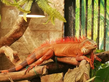 Charming red iguana rest on the branchの写真素材