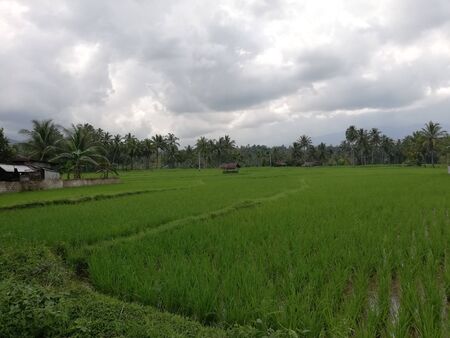 Scenic view of paddy field at the mountainの写真素材