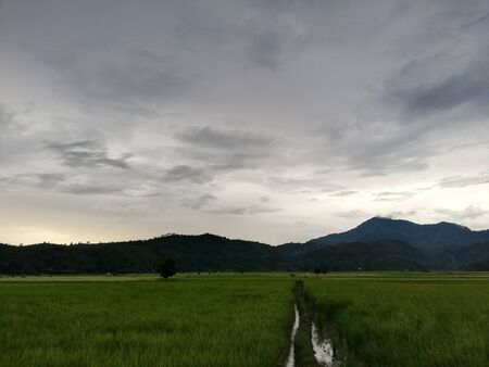 Peace and calm scene of the paddy fields after rainの写真素材
