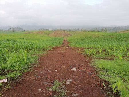 Early misty morning in the farm landの写真素材