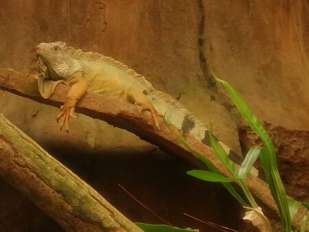 Portrait of the exotic iguanaの写真素材