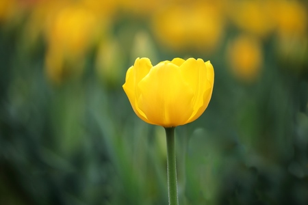 Yellow tulip.の写真素材