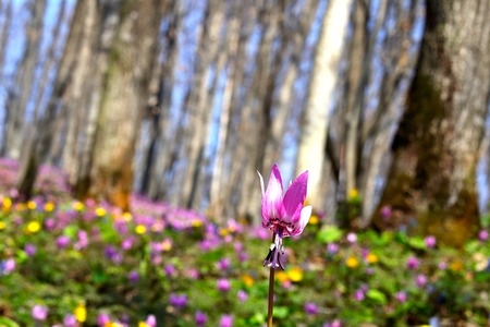 Japanese dog's tooth violet flowersの写真素材