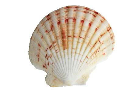 Shells.