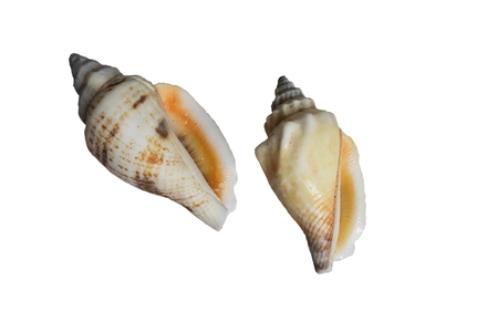 Shells.