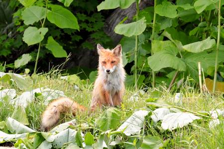 Child fox of field.の写真素材
