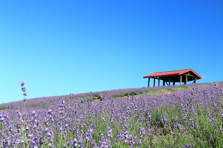 Lavender and red roof. Lavender of Sunakawa city.の写真素材
