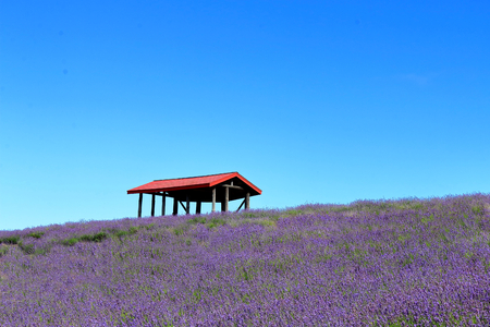Lavender and red roof. Lavender of Sunakawa city.の写真素材