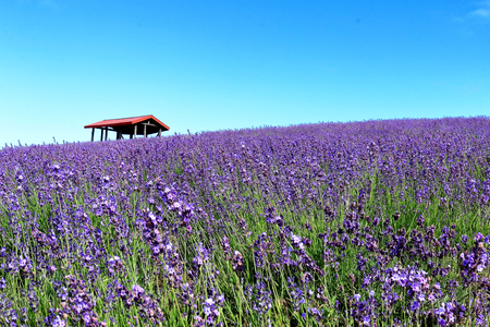 Lavender and red roof. Lavender of Sunakawa city.の写真素材
