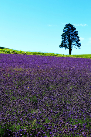 Lavender of Urausuの写真素材
