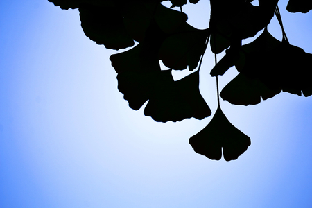 Silhouette of leaf of ginkgo.の写真素材