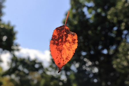 Dead leaves that fall.
