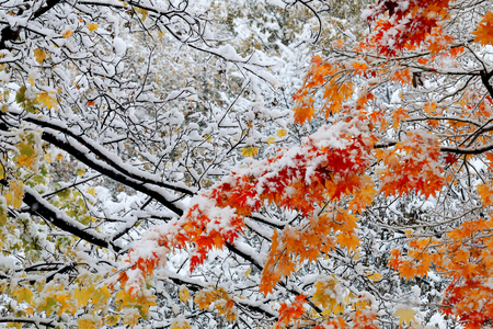 Falling snow and autumn leaves.