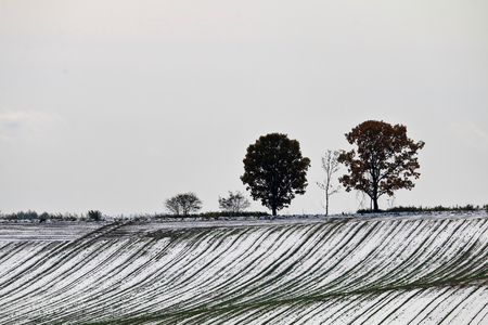 Early winter of Biei hills. Snow drew a line in the field.の写真素材