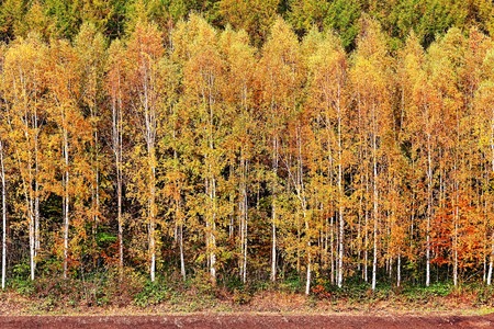 A forest of yellow leaves.