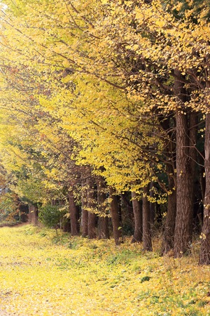 yellow leaves. Carpet of ginkgo of yellow leaves.の写真素材