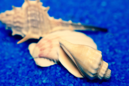 Seashell and blue sand