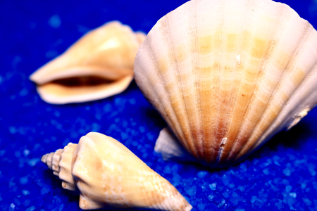 Seashell and blue sandの写真素材