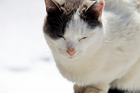 Stray catの写真素材