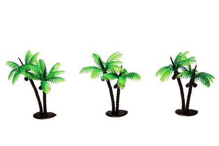 Palm treeの写真素材