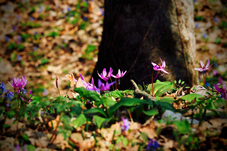 Japanese dog's tooth violet flowers.の写真素材
