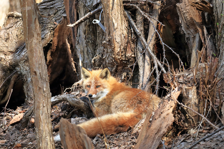 Ezo red foxの写真素材