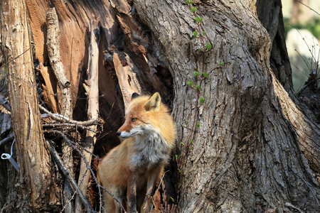 Ezo red fox