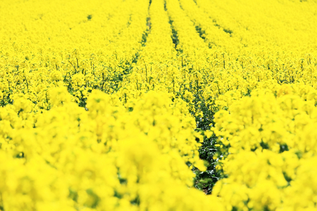 The rape flower festival of Takig
