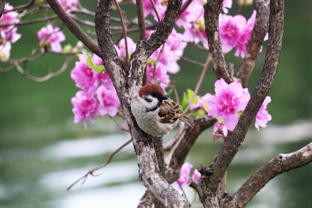 Sparrows and azaleasの写真素材
