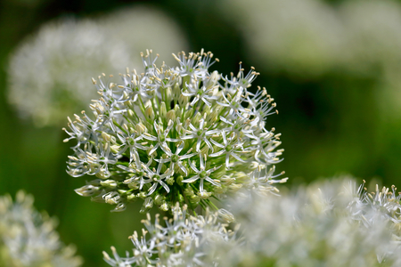 Allium giganteum
