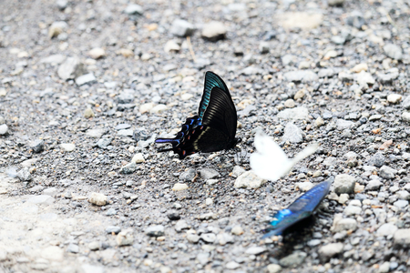 Papilio maackiiの写真素材