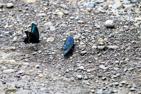 Papilio maackiiの写真素材