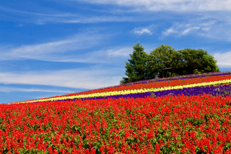 Lavender and flower gardenの写真素材