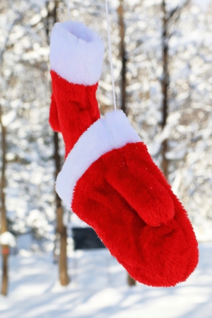Red gloves in the forestの写真素材