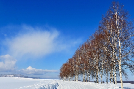 Winter trees in Biei-choの写真素材