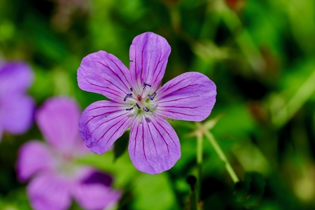 Ezo fuuro / Geranium yesoenseの写真素材