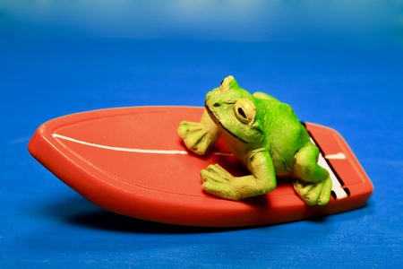 Frog surfingの写真素材