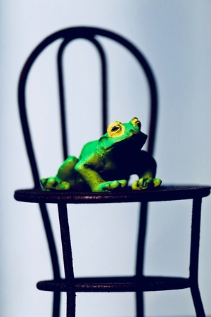 Frog sitting in a chairの写真素材