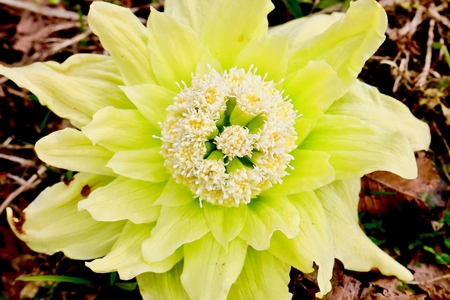 Fukinotoの写真素材