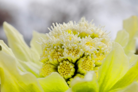 Fukinotoの写真素材