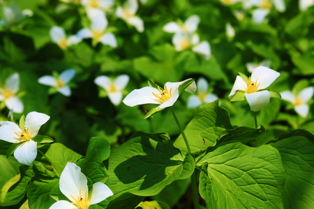Oobananoenreisou/Trillium camschatcense.の写真素材